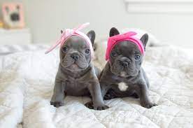 The french bulldog also affectionately known as, the frenchie, frenchie puppies, appeared during the 19th century in nottingham, england as a smaller version of the english bulldog and is often referred to as the toy. Gulf Coast French Bulldogs French Bulldog Breeder