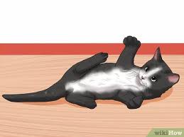 During the next 25 years, focas found homes for more than 8,000 shelter dogs and cats. How To Help Cats Become Friends 13 Steps With Pictures