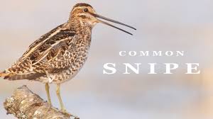 Snipe (gallinago gallinago) identification guide. Common Snipe Singing Bird Youtube