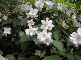 Una pianta perfetta con fiori profumati. Pin Su Garden