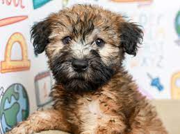 Soft Coated Wheaten Puppies Puppies For Sale Wheaten Terrier Puppy Puppies