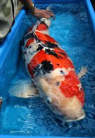 Some koi have black in them and some are completely black. Koi The Fish Monster In A Koi Pond Koi Fish Koi Koi Carp