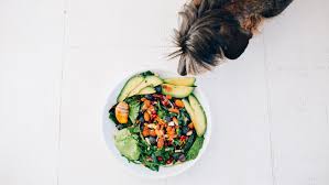 Talk to your vet before making any changes to your dog's diet; Can My Dog Eat Lettuce