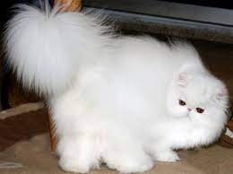 Willstoncats Cattery Persian Kittens Cute Cats Beautiful Cats