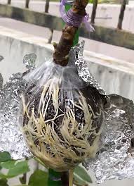 Air layering trees ( clone your fruit trees the easy way ) how to air layer fruit trees. How To Air Layering Propagation Monocot Or Dicot Plant