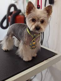 Love our handsome boys so much Lando and Chewbacca 🥰🥰