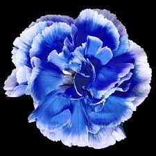 Carnation Blue Blue Carnations Carnation Flower Bonsai Flower