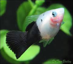Panda Platy From Chooco Fish Feel To The Fish World Aquarium Fish Tropical Fish Tropical Fish Aquarium