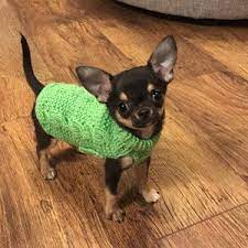 Hand Knitted Dog Jumper Chihuahua Dachshund Yorkie Dog Jumpers Yorkie Dachshund