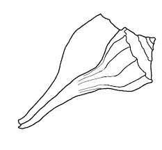Supercoloring.com is a super fun for all ages: Free Printable Seashell Coloring Pages For Kids Coloring Pages Coloring Pages For Kids Sea Shells
