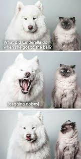What Did Cinderella Do When She Got To The Ball Funny Meme Funny Animal Pictures Cute Animals Funny Animals