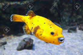 Sep 20, 2015 · the dogface puffer is one of the species that commonly has a problem with overgrown teeth. Yellow Blackspotted Puffer Or Dog Faced Puffer Fish Stock Photo Picture And Royalty Free Image Image 128615499
