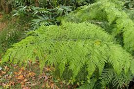 Image result for Asplenium pumilum