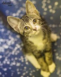 We have 3 pet stores in my immediate locality, petsmart, petco and one family owned. A New Cat Rescue Located In Seabrook Nh Cat Tales Rescue Adoptable Kittens In Nh