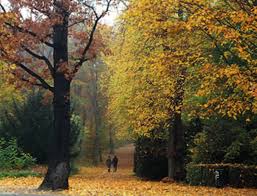 Goldener Herbst im Lutherpark in Bahrenfeld