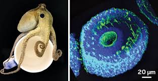May 17, 2006 · the way it works is that the sucker is pressed against a surface, and the flexible outer margin of skin conforms to it, forming a seal. How Octopuses Taste With Their Tentacles