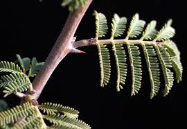 Image result for Voacanga pachyceras