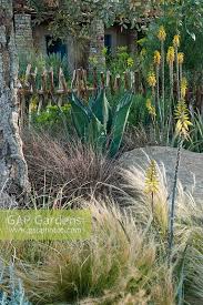 Image result for Aloe buchananii