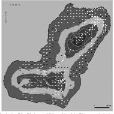 Image result for Pilea sublucens