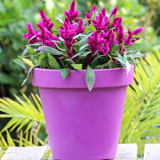 Celosia pflanzen und pflegen - Mein schöner Garten