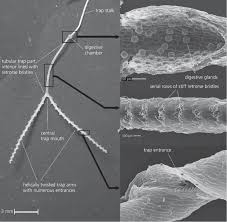 Image result for Genlisea