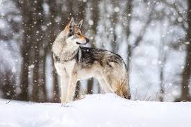 Wolf images wolf photos wolf pictures beautiful creatures animals beautiful malamute wolf world wolf photography wildlife. Dogs That Look Like Wolves Reader S Digest