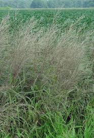 Image result for Leptochloa uniflora