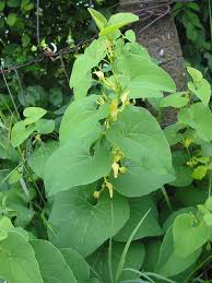Image result for Aristolochia hockii