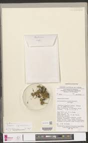 Image result for Julbernardia seretii