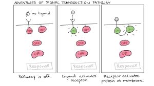 Signal Relay Pathways Cell Signaling Article Khan Academy Biology Notes Signal Transduction A Level Biology