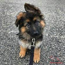 Check spelling or type a new query. Dogs Archives Zamolxishaus