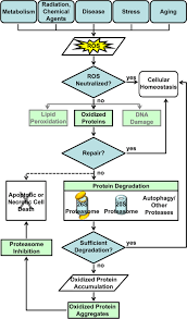 Cellular Response To Oxidative Stress Shown Here Is A Flow