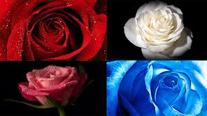 Mawar merah berarti telah melambangkan rasa cinta. 100 Gambar Wallpaper Bunga Mawar Hd Untuk Pc Desktop Laptop Erwinpratama Com