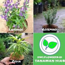 15 jenis tanaman hidroponik yang bisa dibudidayakan. Bisa Cod Paket Murah Tanaman Hias Lavender Rosemary Zodia Bibit Tanaman Hidup Anti Nyamuk Shopee Indonesia