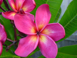 Pin On Plumeria