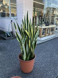 サンスベリア 寒さ