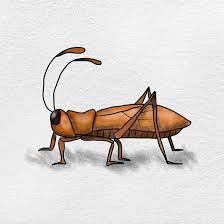 How To Draw A Cricket - Helloartsy