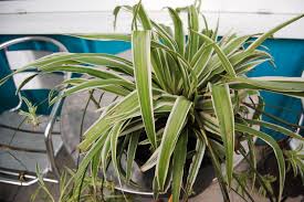 Image result for Chlorophytum velutinum