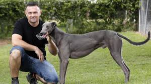 Greyhound rewards has had a facelift. Greyhound Racing Tommy Shelby Lands In Sydney For The Million Dollar Chase Daily Telegraph