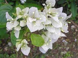 Pin On Flower