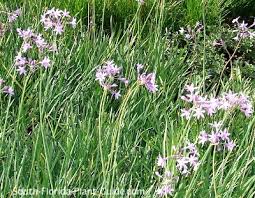 Yellow flowering plants for south florida. Flowering Perennials For South Florida