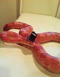 More Top Hat Snakes With Hats Snake Party Animals Beautiful