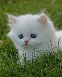 1tatli yavru kedi resimleri 26 jpg 513 640 hayvanlar yavru kediler guzel kediler