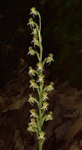 Image result for Habenaria petitiana
