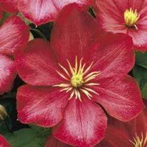 (aka crimson star, red cooler). Clematis Ville De Lyon Crimson Carmine Clematis