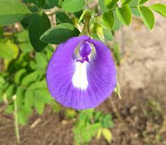 Image result for Clitoria ternatea