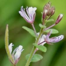 Image result for Cleome oxyphylla