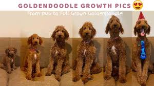 We absolutely love raising our f1b mini goldendoodle puppies. From Pup To Full Grown Goldendoodle Goldendoodle Growth Pictures