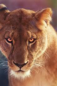 Eyes Of Fire Yannick Desmet Animals Beautiful Animals Wild Big Cats