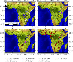 Image result for Ottelia cylindrica